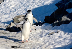 30 Photos Of Antarctica That Show Why It's The Coolest Place On Earth