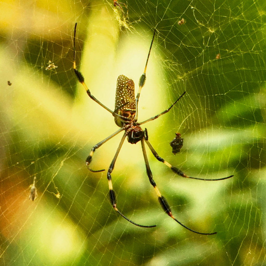 Nature's Best: 5 Must-See Parks In Costa Rica