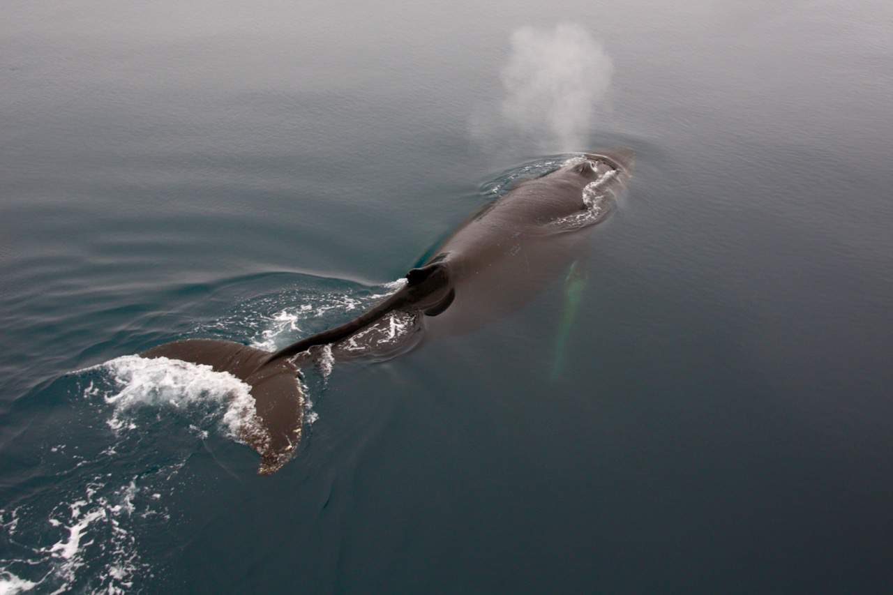 Antarctic Wildlife - Getting Up Close And Personal