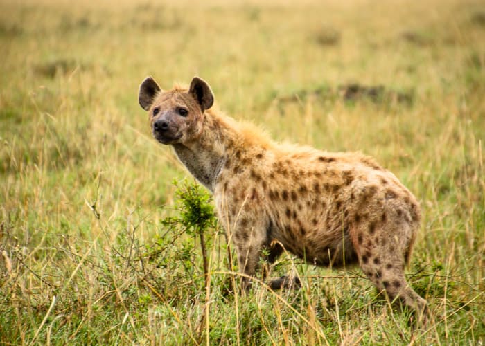 Celebrating The Ugly Five Of Africa's Wildlife - Two For The World