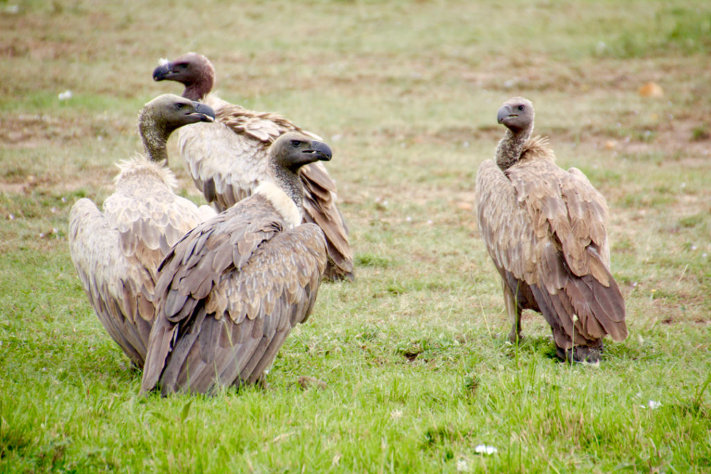 Celebrating The Ugly Five Of Africa's Wildlife - Two For The World