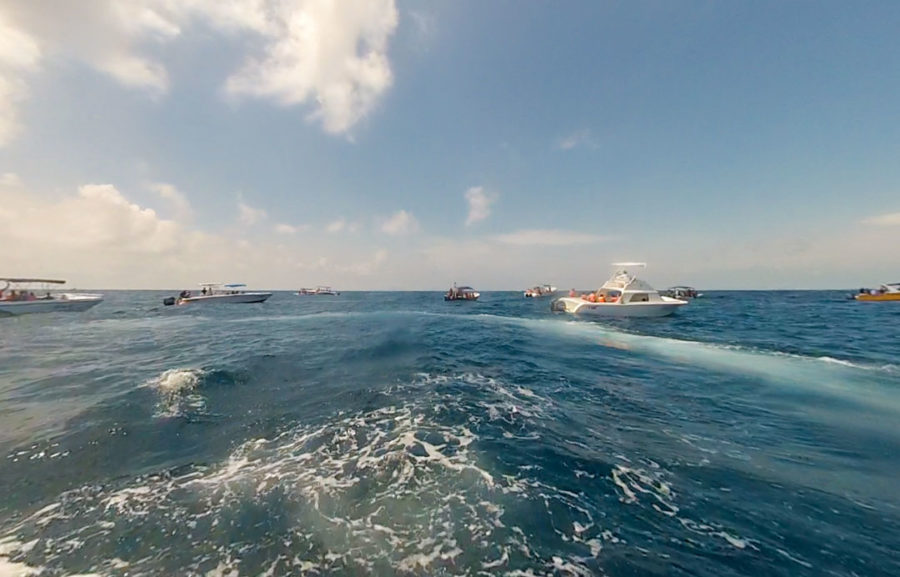 Swimming With Whale Sharks In Mexico: Should You Do It? - Two For The World