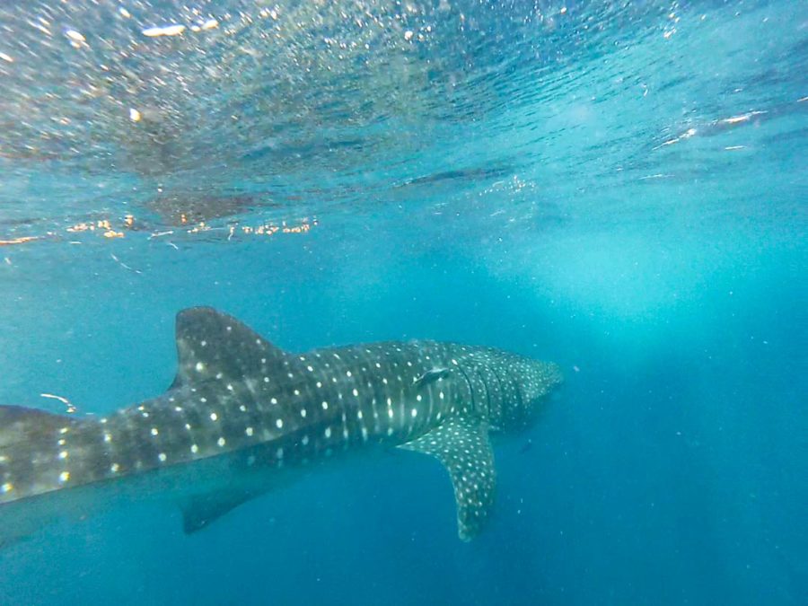 Swimming With Whale Sharks In Mexico: Should You Do It? - Two For The World