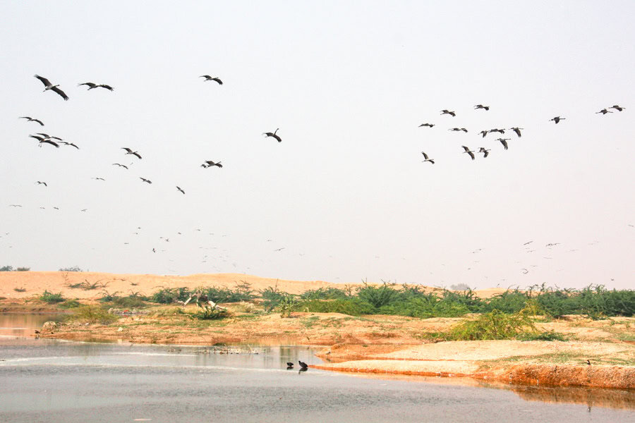 Migratory birds in India fill the sky above a waterhole.