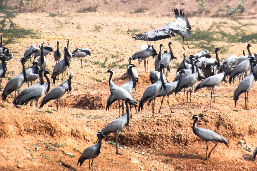 Dozens of grey and black Demoiselle Cranes cluster on dry, brown dirt at a bird sanctuary in Rajasthan.