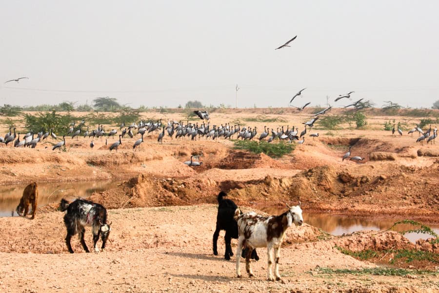 Dozens of grey and black Demoiselle Cranes gather by a waterhole with goats in the foreground at Khichan Bird Sanctuary.