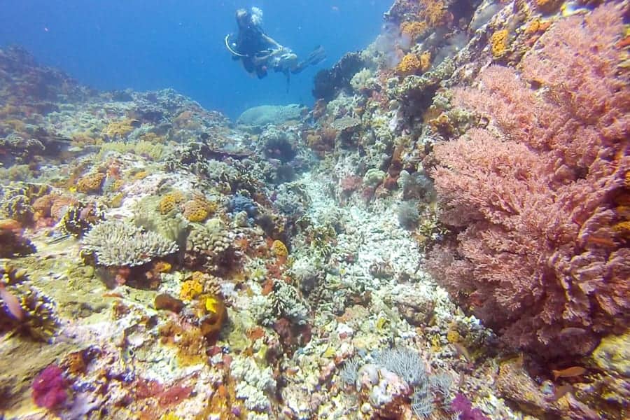 Komodo diving - stunning coral reefs