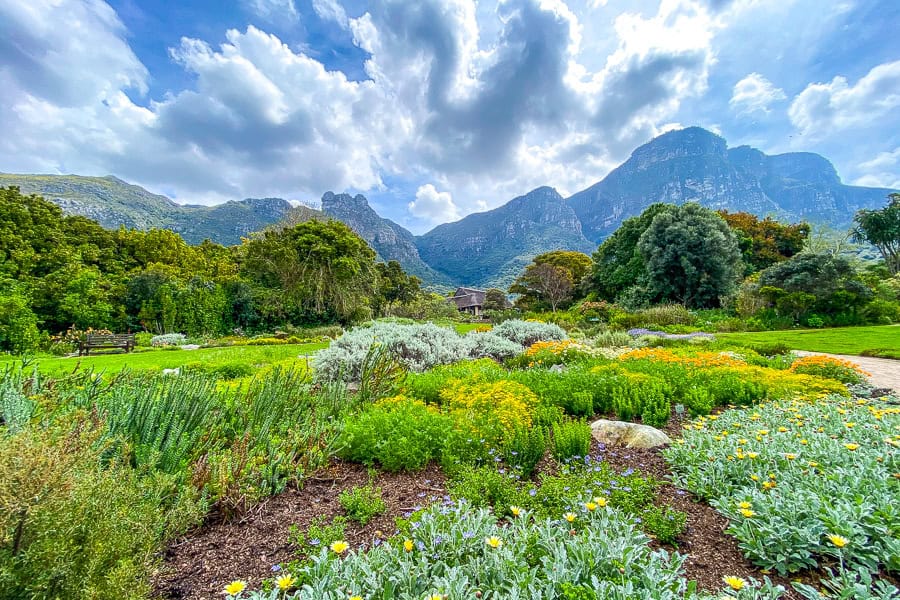 Table Mountain views across the colourful Kirstenboch Botanical Gardens – one of the best things to do in Cape Town.