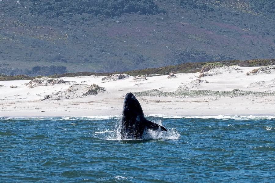 A southern right whale breaches close to shore in Hermanus on our Cape Town road trip.