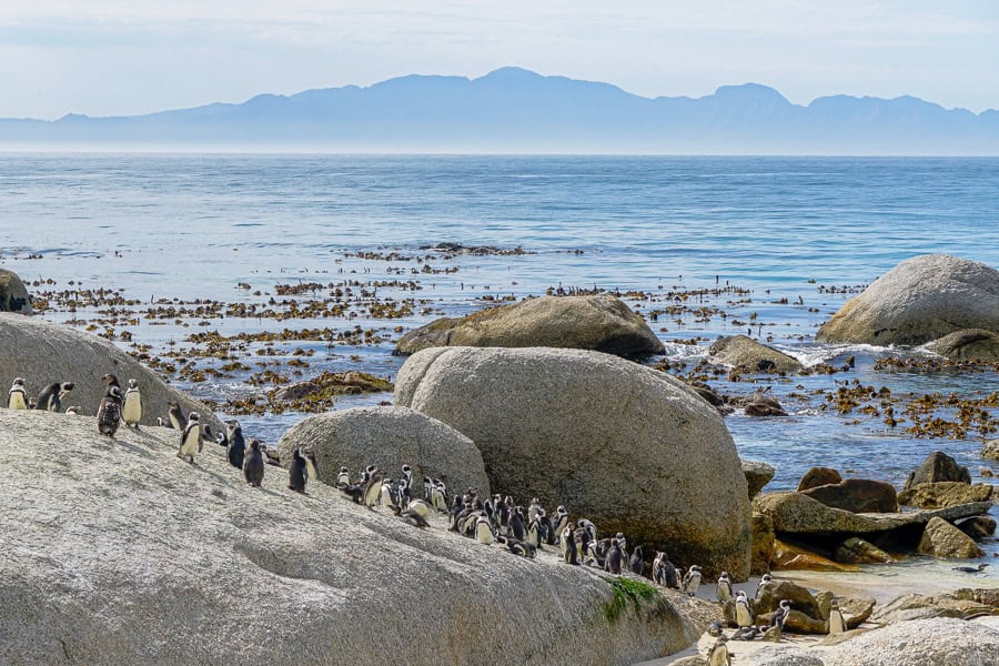 Seeing the penguins at Boulders Beach was an absolute highlight of our 7 day Cape Town itinerary.